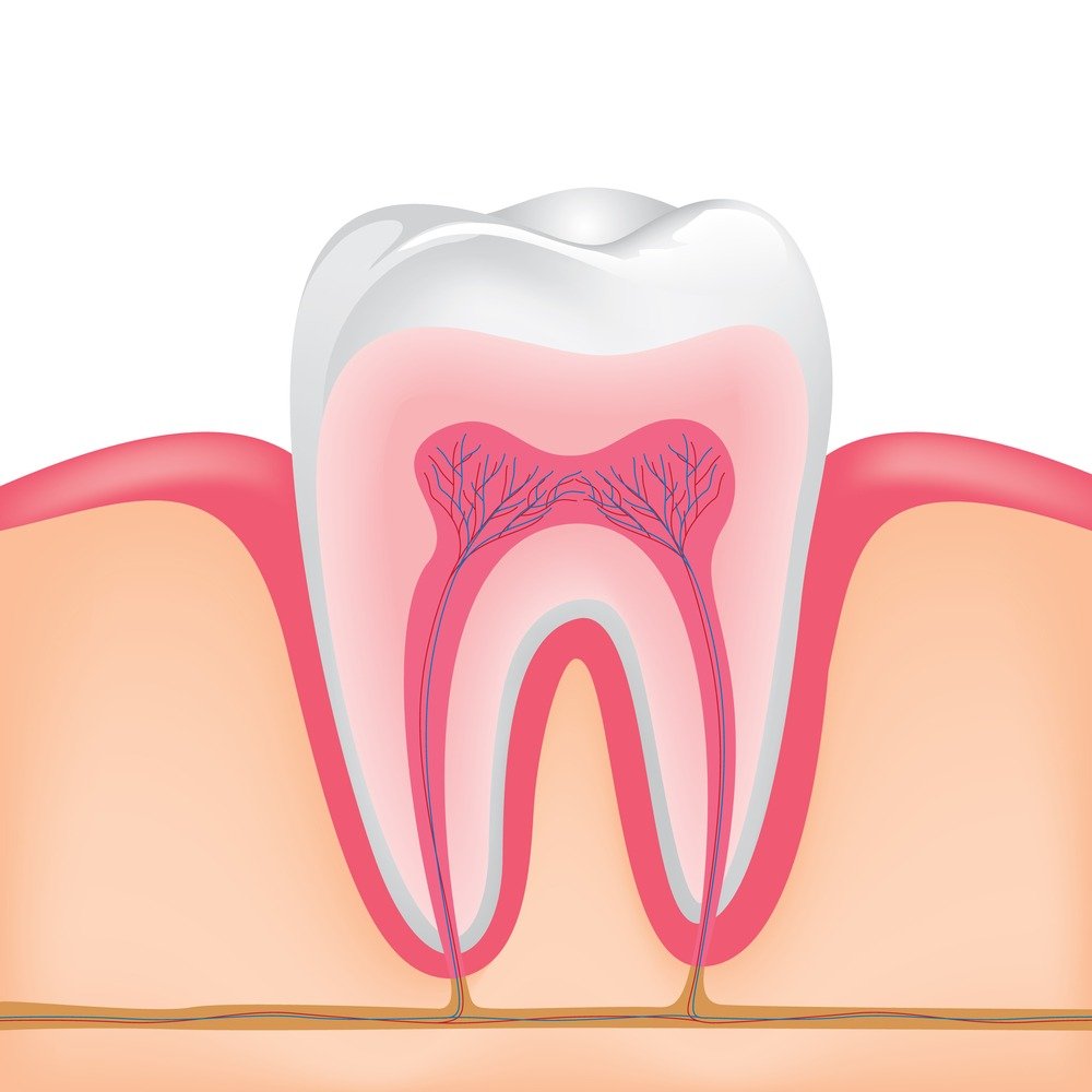 Сколько стоит лечение трехканального зуба с удалением нерва thumbnail